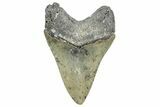 Serrated, Fossil Megalodon Tooth - North Carolina #343435-1